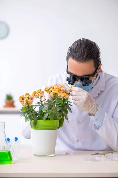 Jeune chimiste masculin travaillant dans le laboratoire — Photo