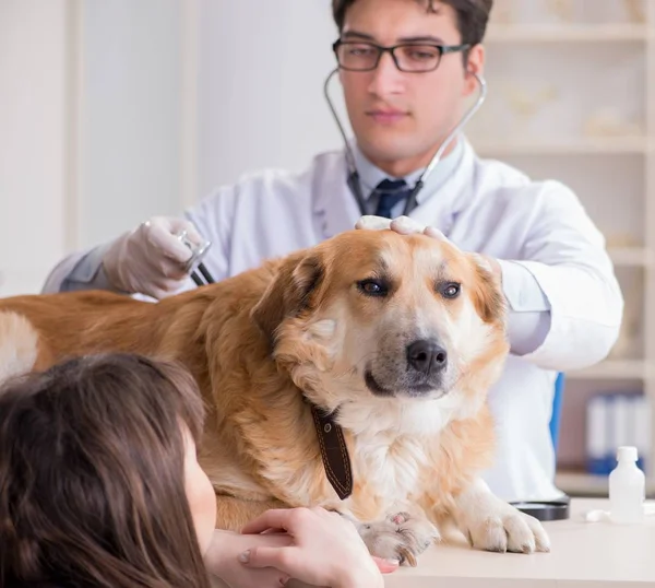 Läkare och assistent kollar upp golden retriever hund i veterinär cli — Stockfoto