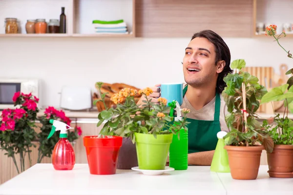 젊고 잘생긴 남자가 집에서 꽃을 재배 한다 — 스톡 사진
