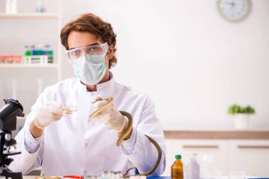 Erkek bilim adamı uyuşturucu sentezi için yılandan zehir çıkarıyor.