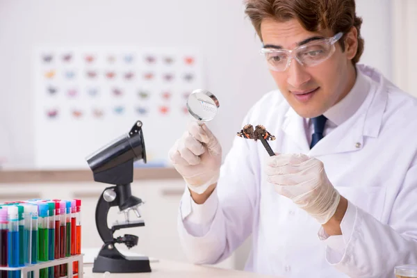 Az új pillangófajokat tanulmányozó tudós entomológus — Stock Fotó
