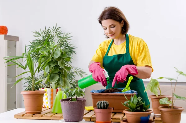 Perempuan tukang kebun dengan tanaman di dalam ruangan — Stok Foto