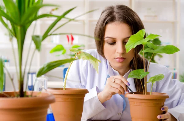 Mladý krásný biotechnologický chemik pracující v laboratoři — Stock fotografie
