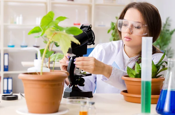 Jeune belle chimiste en biotechnologie travaillant dans le laboratoire — Photo