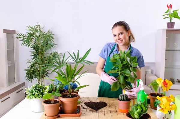 Fiatal női kertész növényekkel zárt térben — Stock Fotó