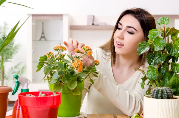 Ung kvinnlig trädgårdsmästare med växter inomhus — Stockfoto