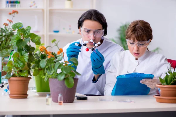 两名年轻的植物学家在实验室工作 — 图库照片