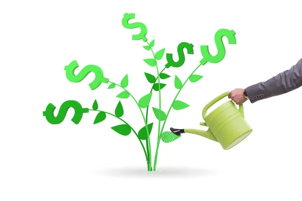 stock image Money tree concept with businessman watering