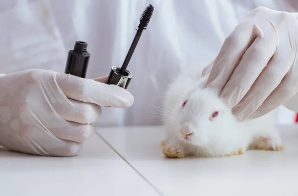 White rabbit in scientific lab experiment