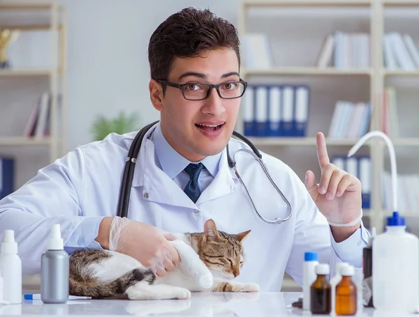 Katze besucht Tierarzt zur regelmäßigen Untersuchung — Stockfoto