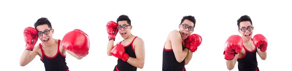 Funny boxer isolated on the white background — Stock Photo, Image