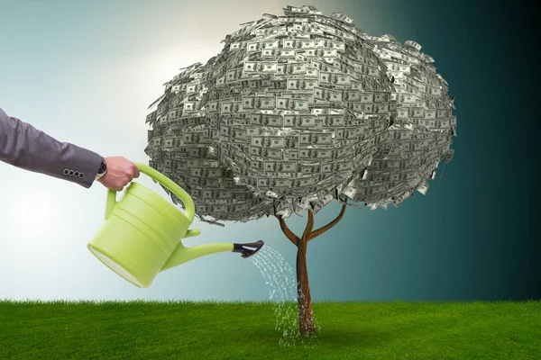 Бізнесмен поливає грошове дерево в інвестиційній концепції — стокове фото