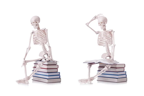 Skeleton reading books on white — Stock Photo, Image