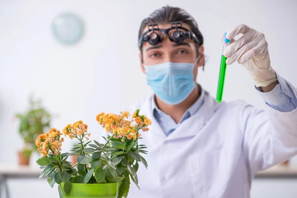 Jonge mannelijke chemicus werkzaam in het lab — Stockfoto