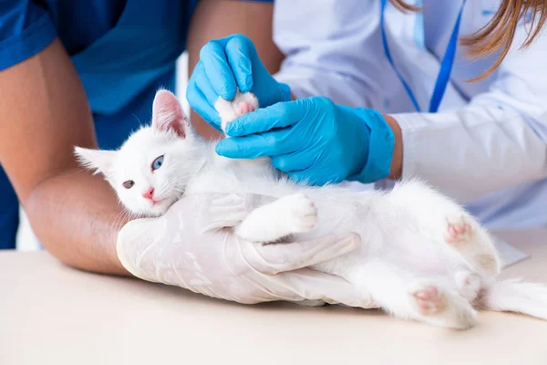 Zwei junge Tierärzte untersuchen kranke Katze — Stockfoto