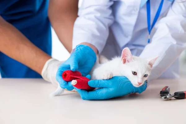 Two young vet doctors examining sick cat