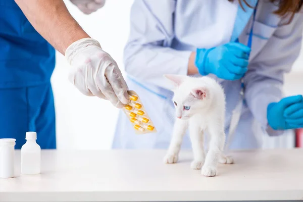 Δύο νεαροί κτηνίατροι εξετάζουν την άρρωστη γάτα — Φωτογραφία Αρχείου