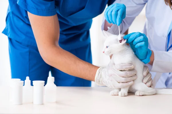 Dos médicos veterinarios jóvenes examinando gato enfermo — Foto de Stock