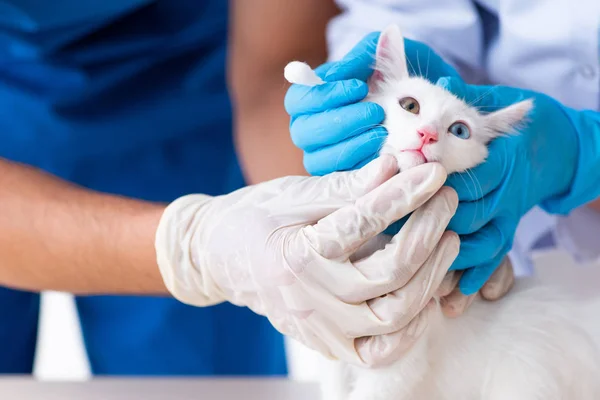 Two young vet doctors examining sick cat