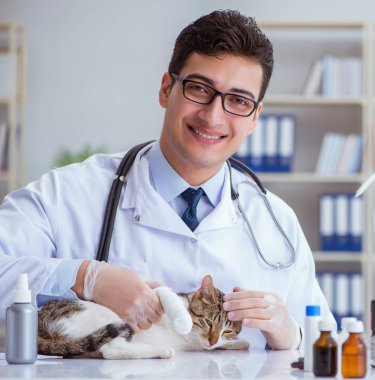 Kedi muayenesi için veteriner.