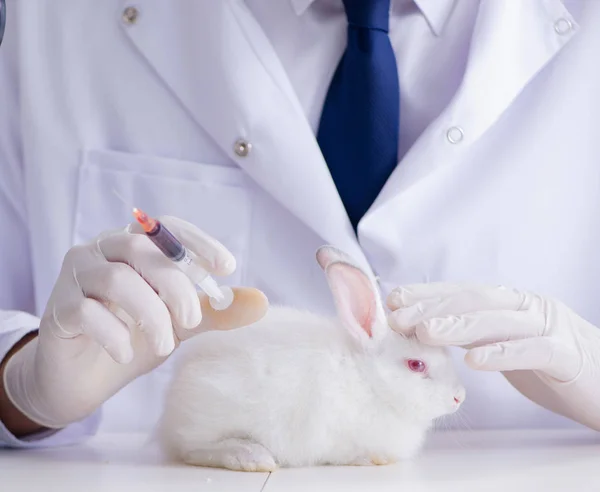 Vet doctor examining rabbit in pet hospital — Stock Photo, Image