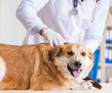 Veteriner kliniğinde Golden Retriever köpeğini muayene eden doktor.