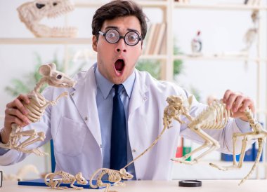 Komik çılgın profesör hayvan iskeletlerini inceliyor.