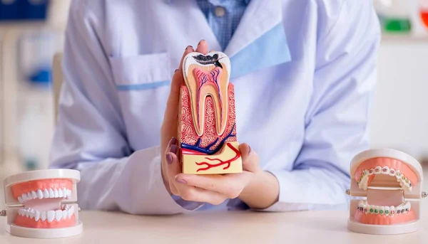 Diş hekimi, diş modeli üzerinde çalışıyor. — Stok fotoğraf