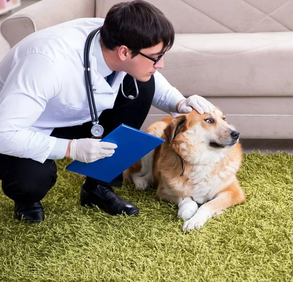 Médico veterinário examinando cão golden retriever em visita domiciliar — Fotografia de Stock