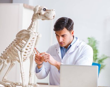 Doktor veteriner köpek iskeleti üzerinde çalışıyor.