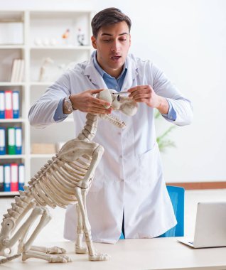 Doktor veteriner köpek iskeleti üzerinde çalışıyor.