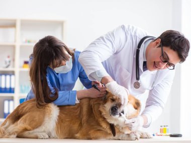 Doktor ve asistan veterinerdeki golden retriever köpeğini kontrol ediyor.