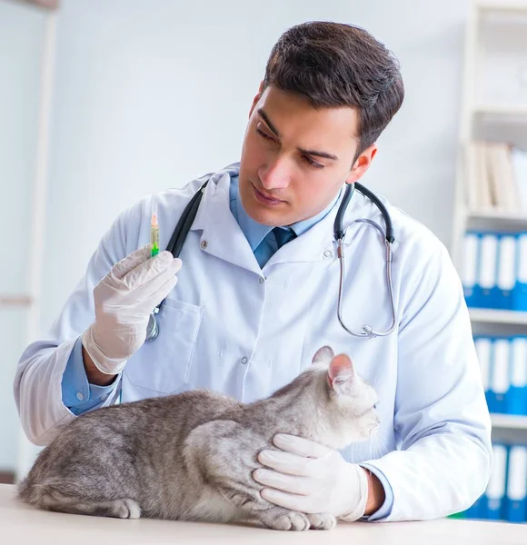 Veterinář vyšetřující nemocnou kočku v nemocnici — Stock fotografie