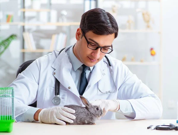 Vet γιατρός έλεγχο κουνέλι στην κλινική του — Φωτογραφία Αρχείου