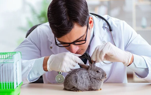 Vet doctor checking up rabbit in his clinic — Stock Photo, Image