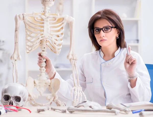 Arzt arbeitet im Labor am Skelett — Stockfoto