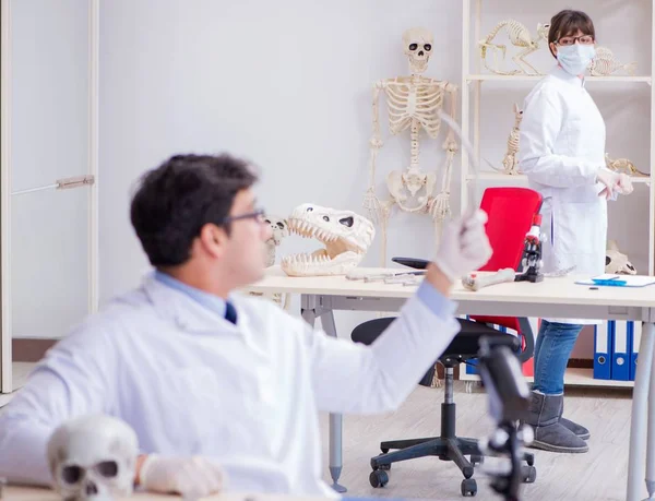 Professor studerar mänskligt skelett i labb — Stockfoto