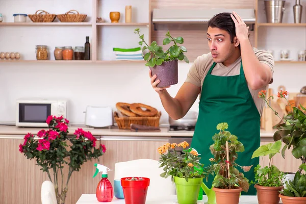 Jovem homem bonito cultivando flores em casa — Fotografia de Stock