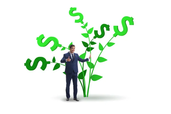 Концепція грошового дерева з бізнесменом у зростанні прибутку — стокове фото