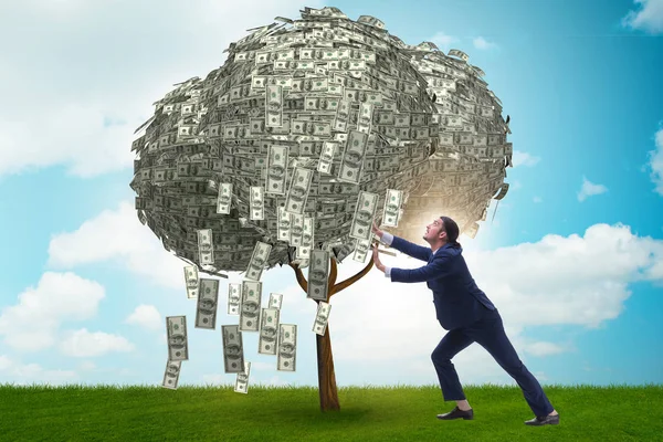 Empresario con árbol de dinero en concepto de negocio — Foto de Stock