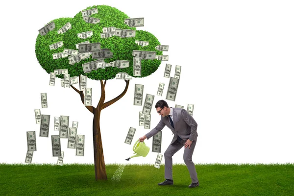 Бізнесмен поливає грошове дерево в інвестиційній концепції — стокове фото