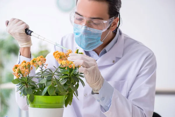 Jonge mannelijke chemicus werkzaam in het lab — Stockfoto