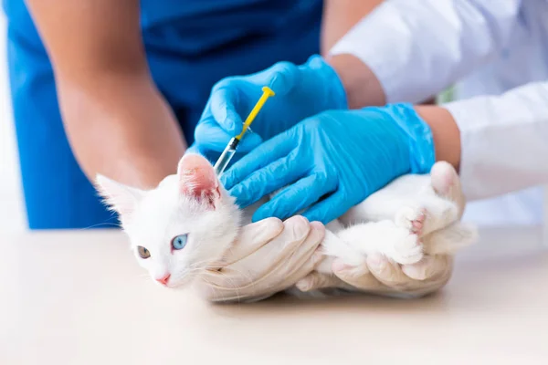Dois jovens médicos veterinários examinando gato doente — Fotografia de Stock