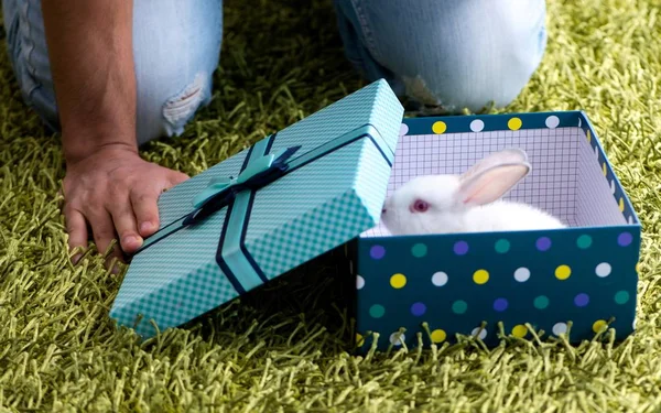 Young man getting rabbit as birthday present — Stock Photo, Image