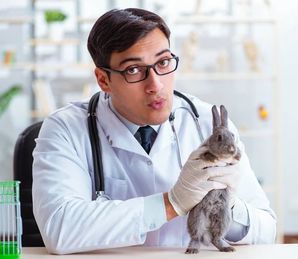 Veteriner doktor kliniğinde tavşanı kontrol ediyor. — Stok fotoğraf