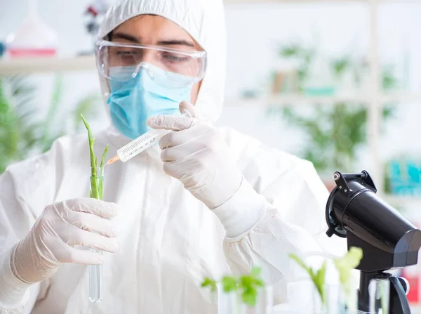 식물을 연구하는 남성 생화학 자 — 스톡 사진