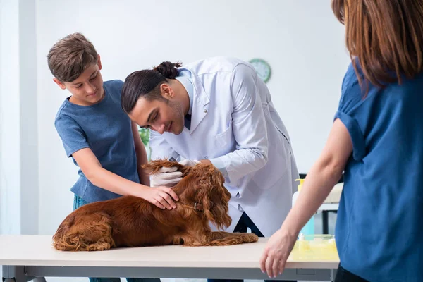 Vet doctor examining golden retriever dog in clinic