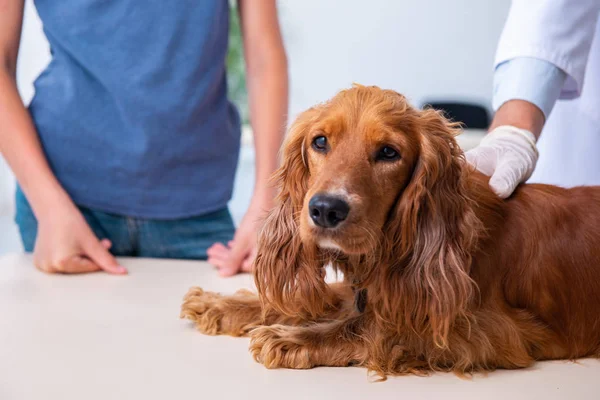 Veterinär läkare undersöker golden retriever hund på kliniken — Stockfoto