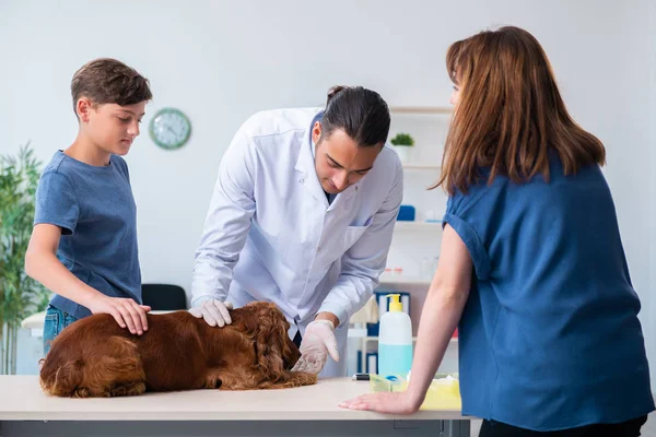 Vet doctor examining golden retriever dog in clinic