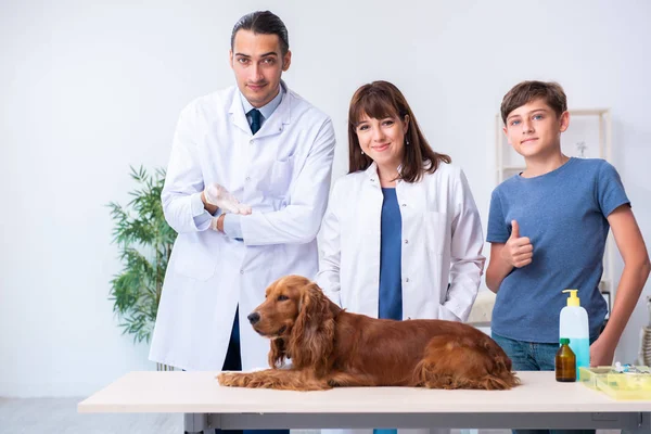 Médico veterinário examinando cão golden retriever na clínica — Fotografia de Stock